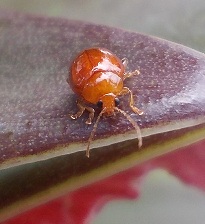 piccolo e rosso: Sphaeroderma sp. (Chrysomelidae)